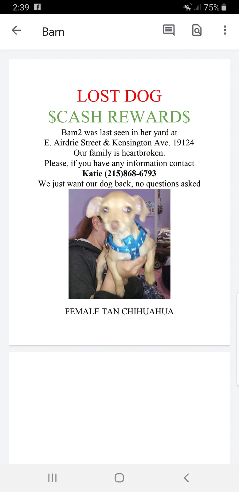 Lost dog in Philadelphia, PA, 19124