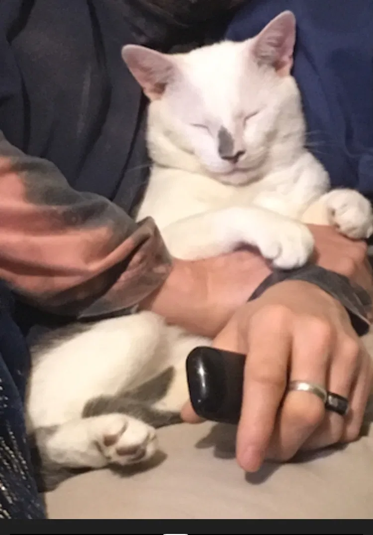 Lost cat in Melbourne, KY, 41059