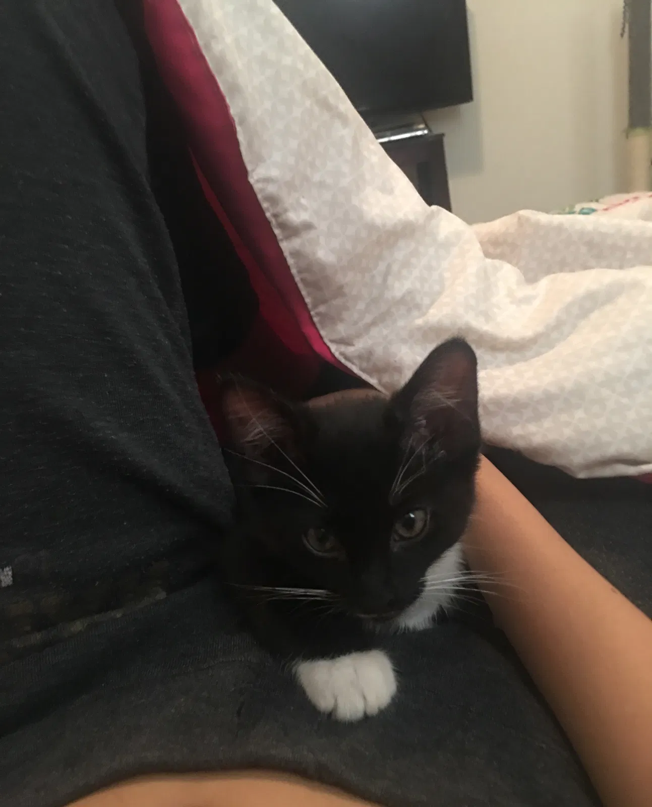 Lost cat in Thornton, CO, 80241