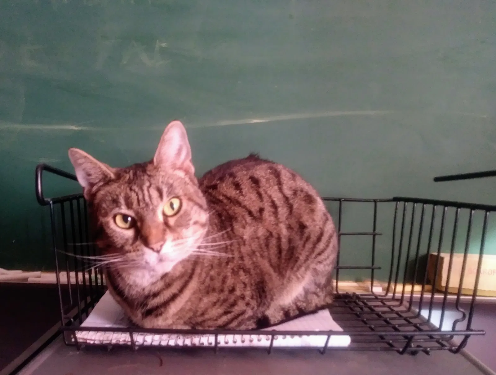 Lost cat in Canton, OH, 44710