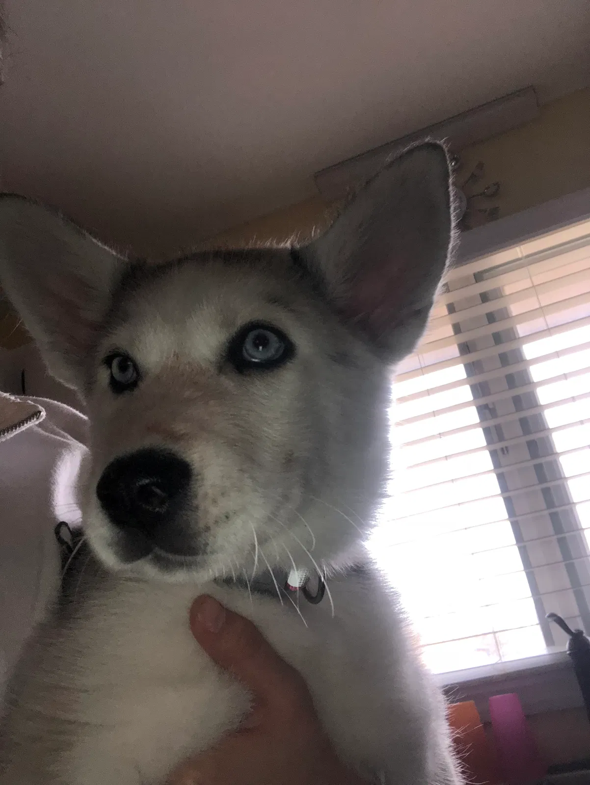 Lost dog in Cordova, TN, 38016
