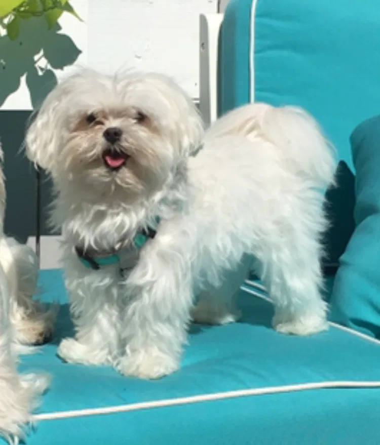 Lost dog in Rockville, MD, 20853