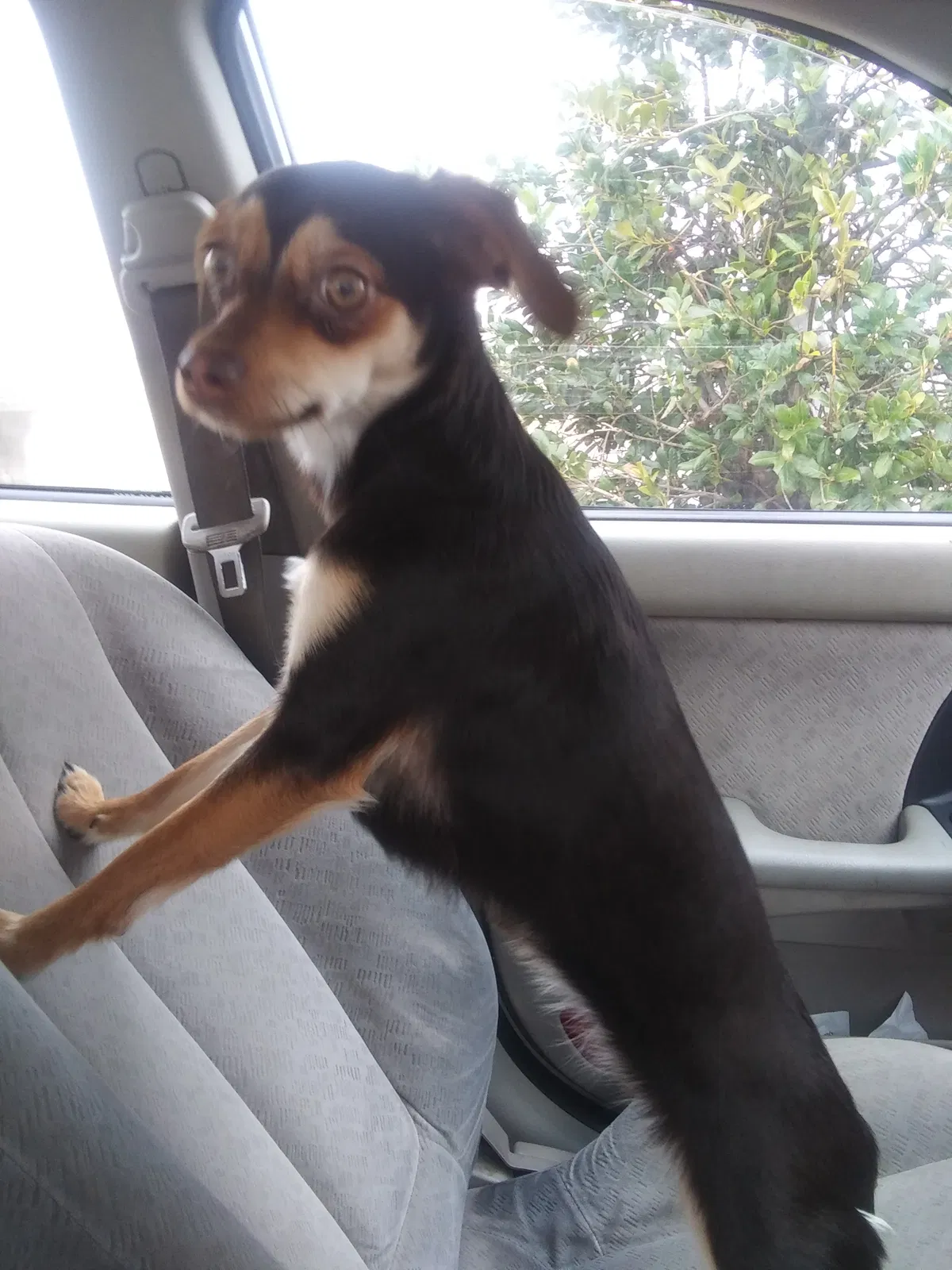 Lost dog in Oklahoma City, OK, 73114