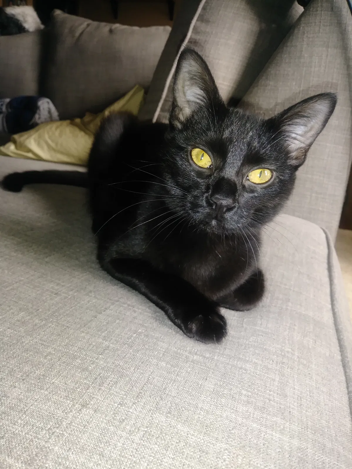 Lost cat in Castro Valley, CA, 94546