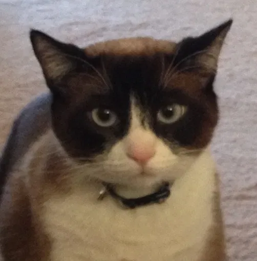 Lost cat in Simi Valley, CA, 93063