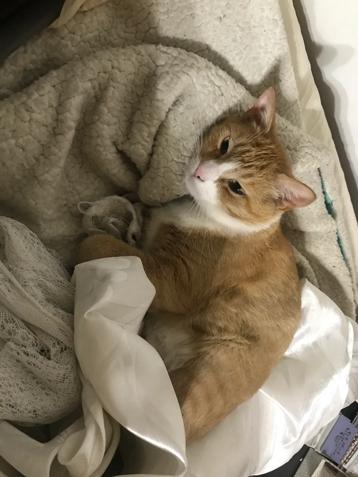 Lost cat in Torrance, CA, 90503