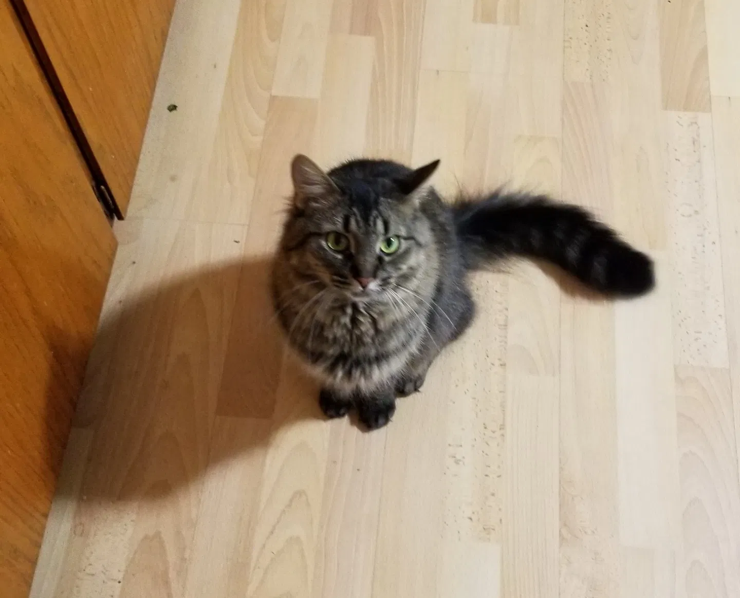 Lost cat in Greendale, WI, 53129