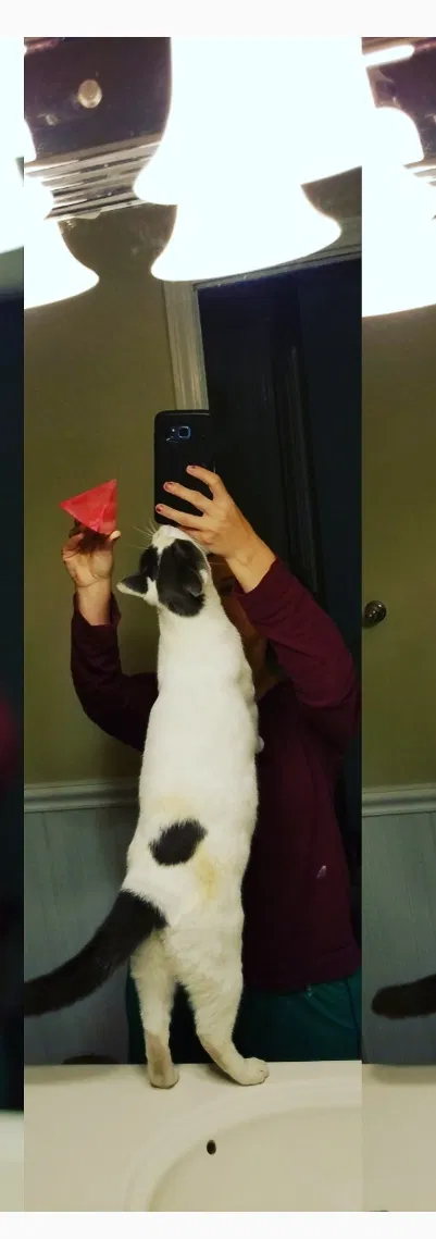 Lost cat in Sumter, SC, 29154