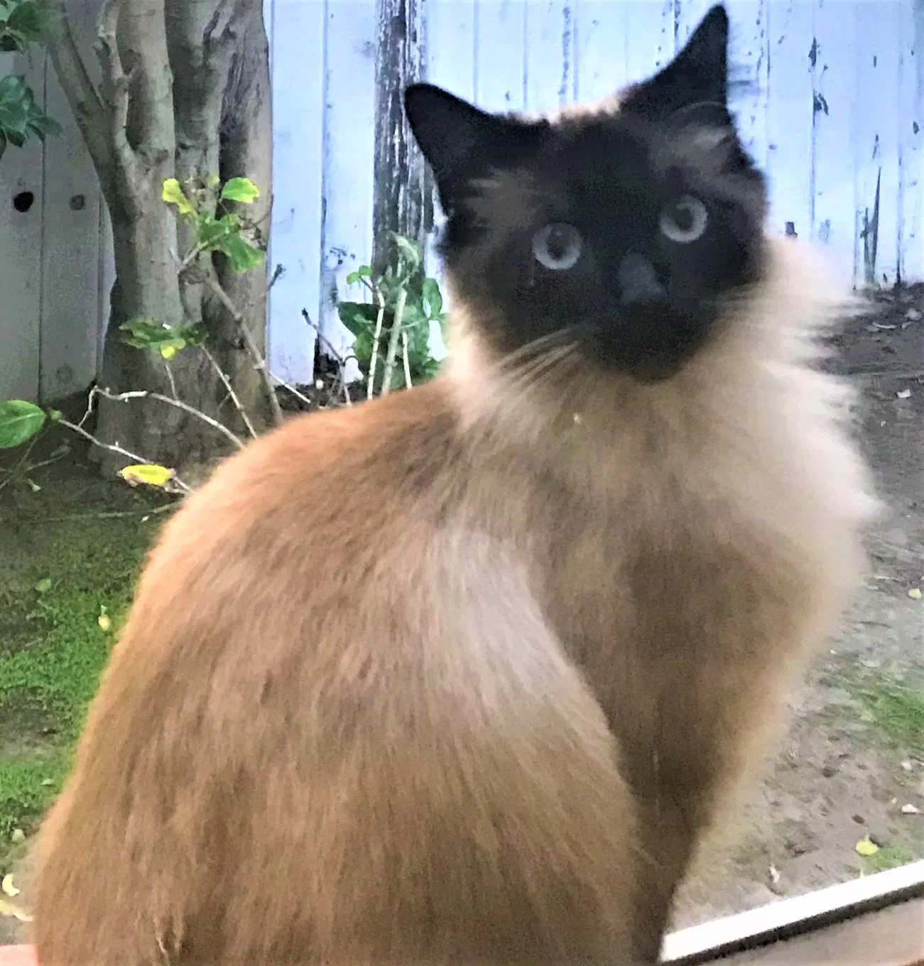 Lost cat in Santa Monica, CA, 90405