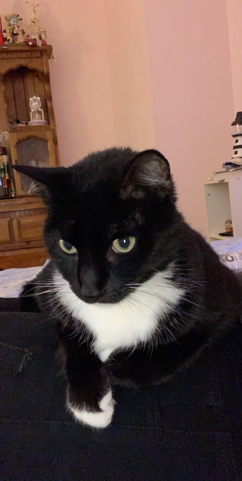 Lost cat in Richmond, VA, 23235