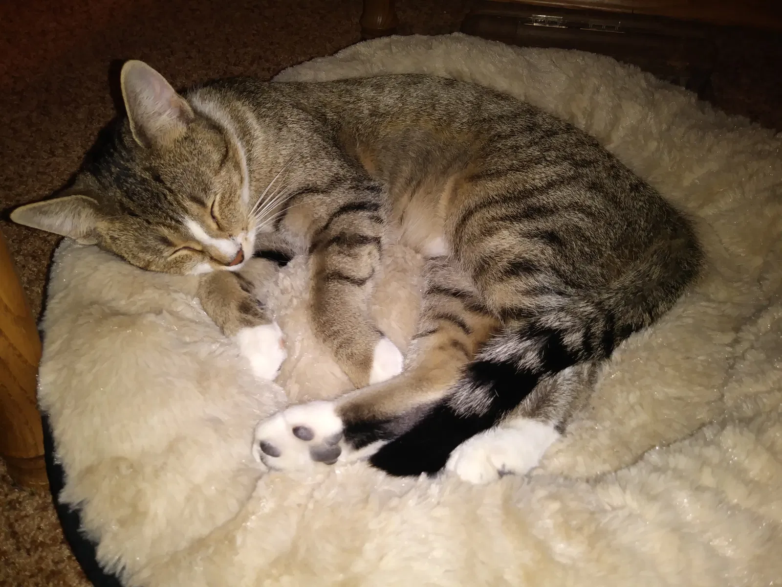 Lost cat in Pontiac, MI, 48340