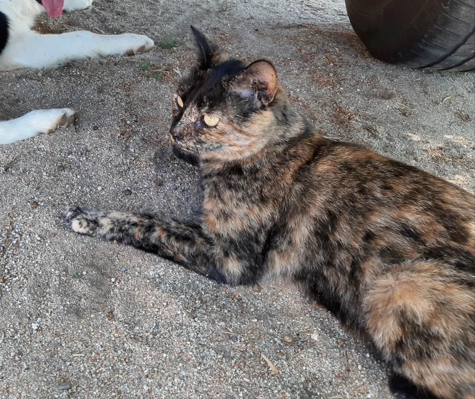 Lost cat in Fallbrook, CA, 92028
