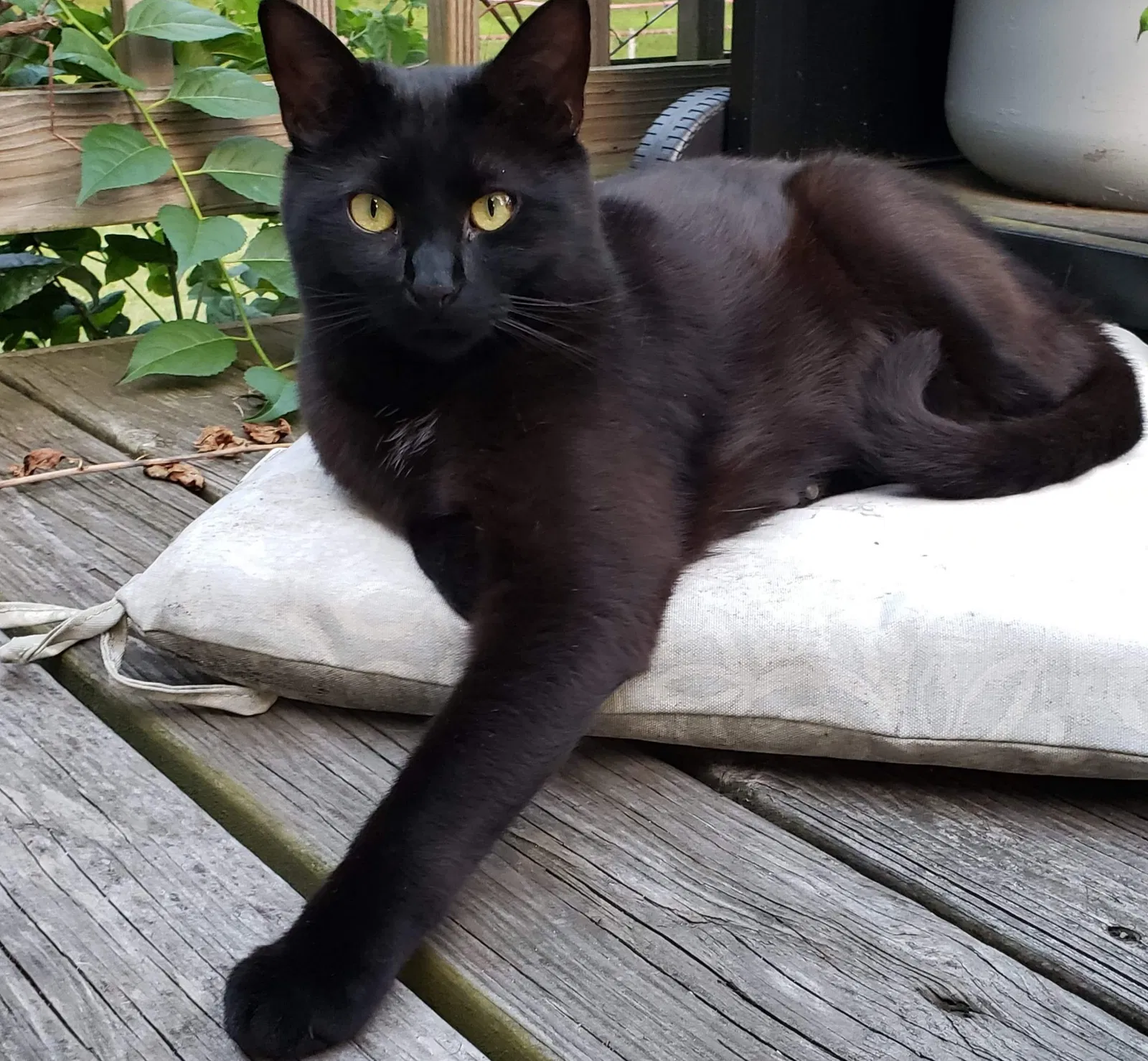 Lost cat in Commerce Township, MI, 48382