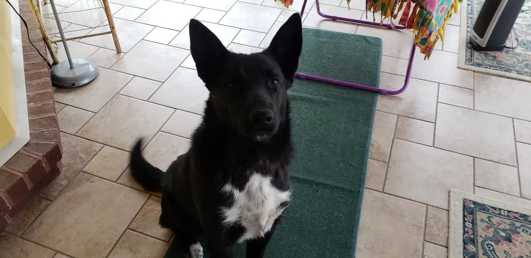 Lost dog in Aurora, CO, 80011
