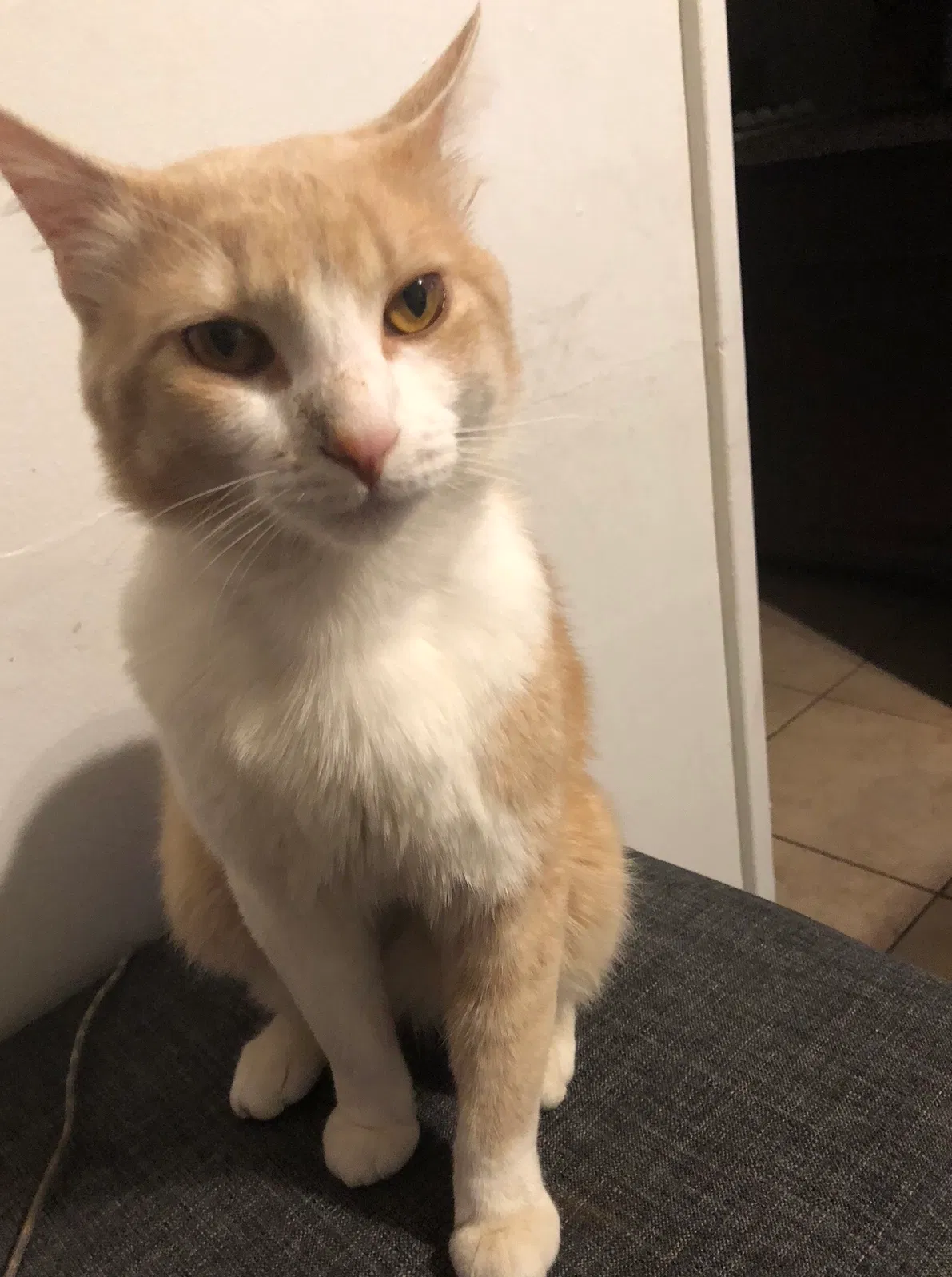 Lost cat in Lakewood, CA, 90712