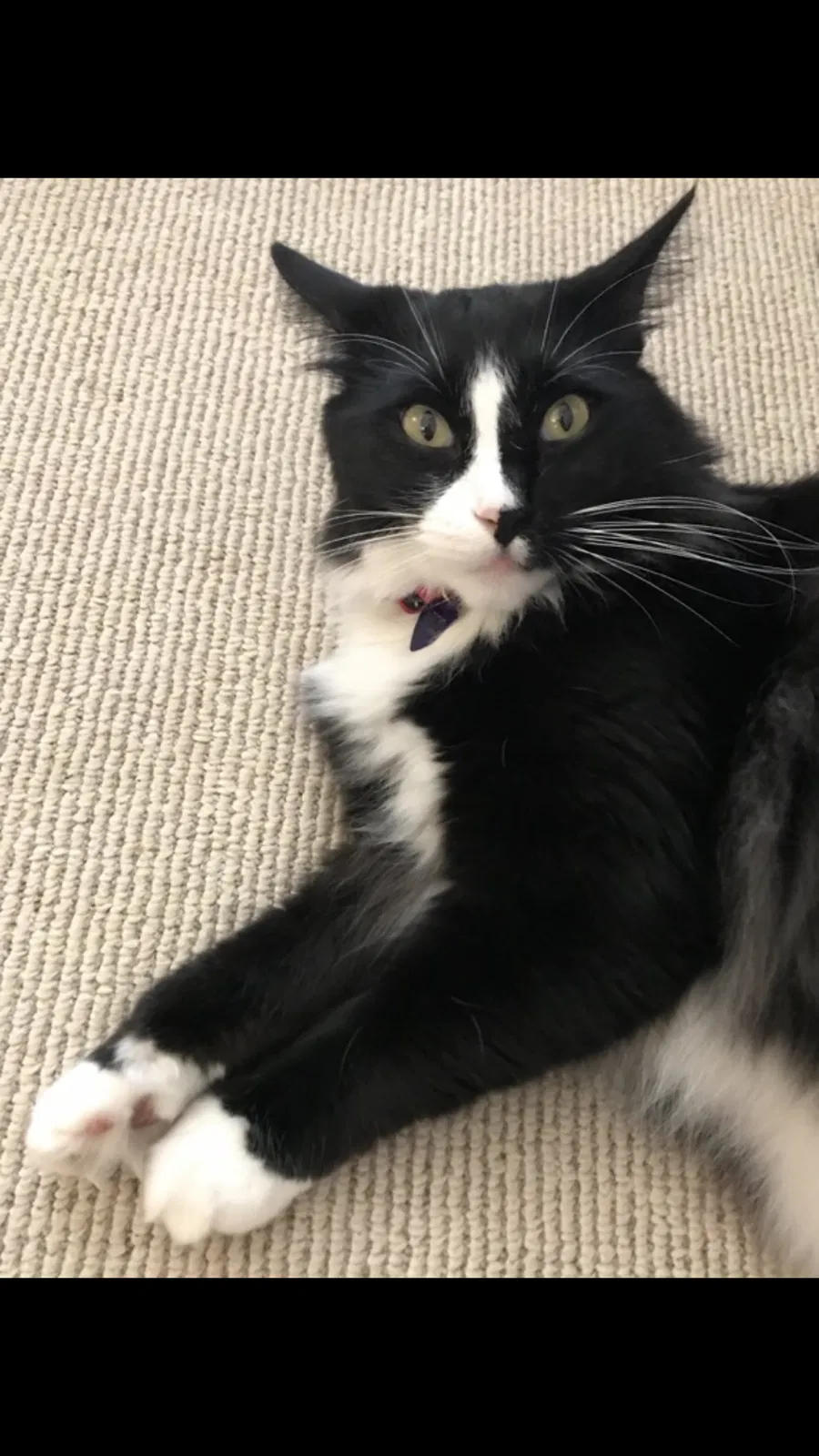 Lost cat in Topanga, CA, 90290