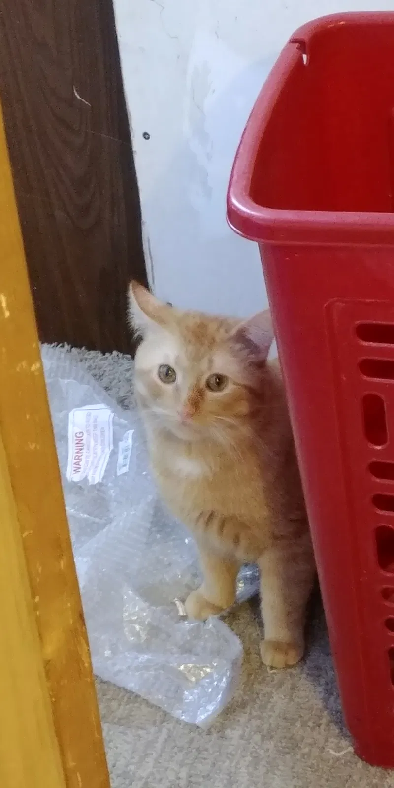 Lost cat in Isanti, MN, 55040