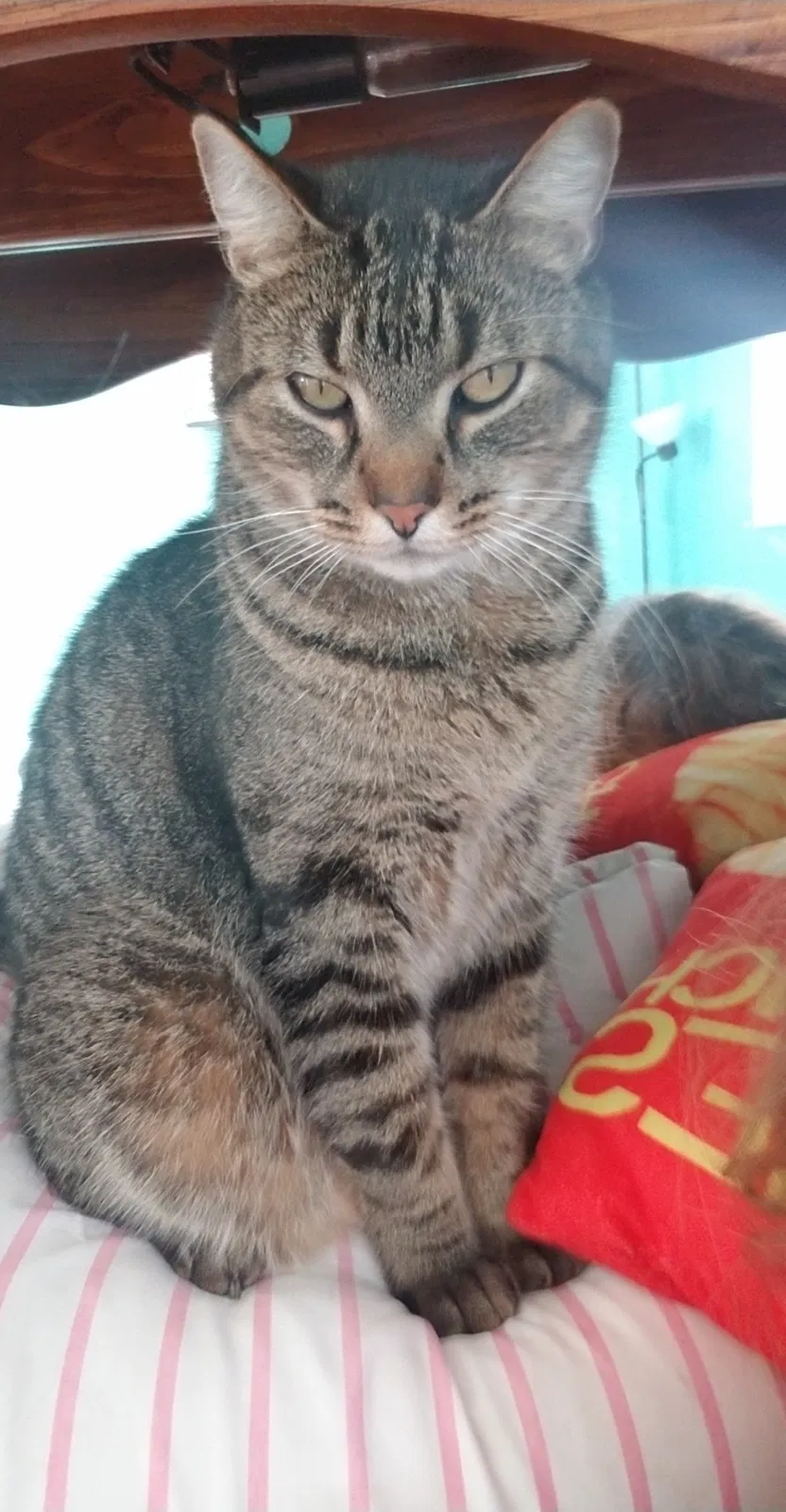 Lost cat in Tinley Park, IL, 60477