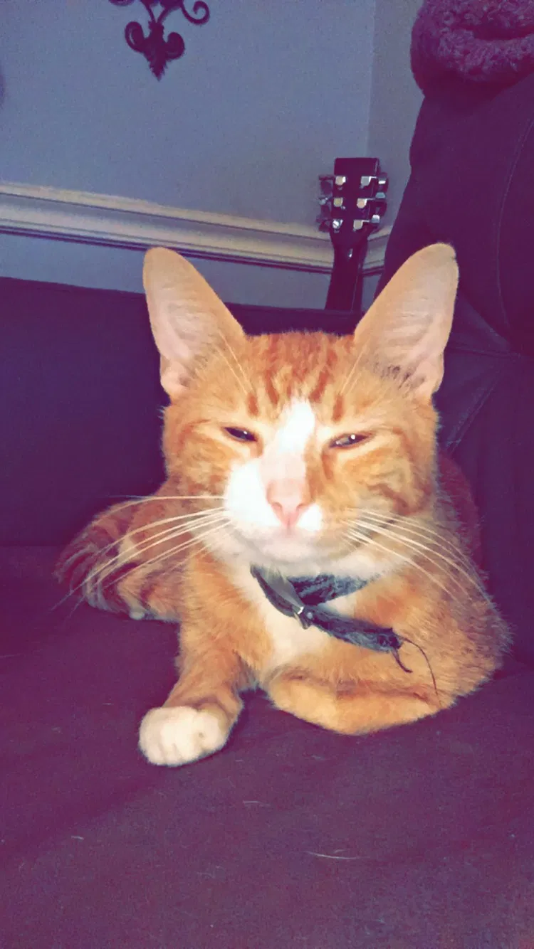 Lost cat in Lincolnton, NC, 28092