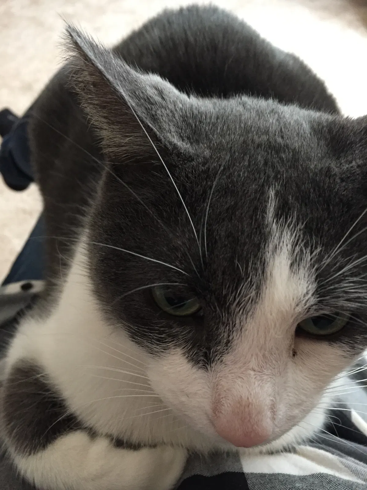 Lost cat in Maryland Heights, MO, 63043