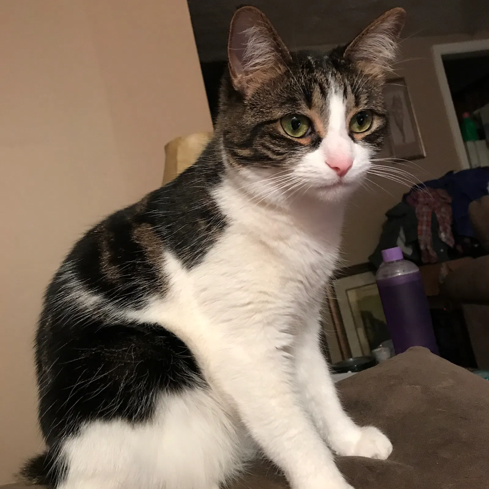 Lost cat in Streetsboro, OH, 44241