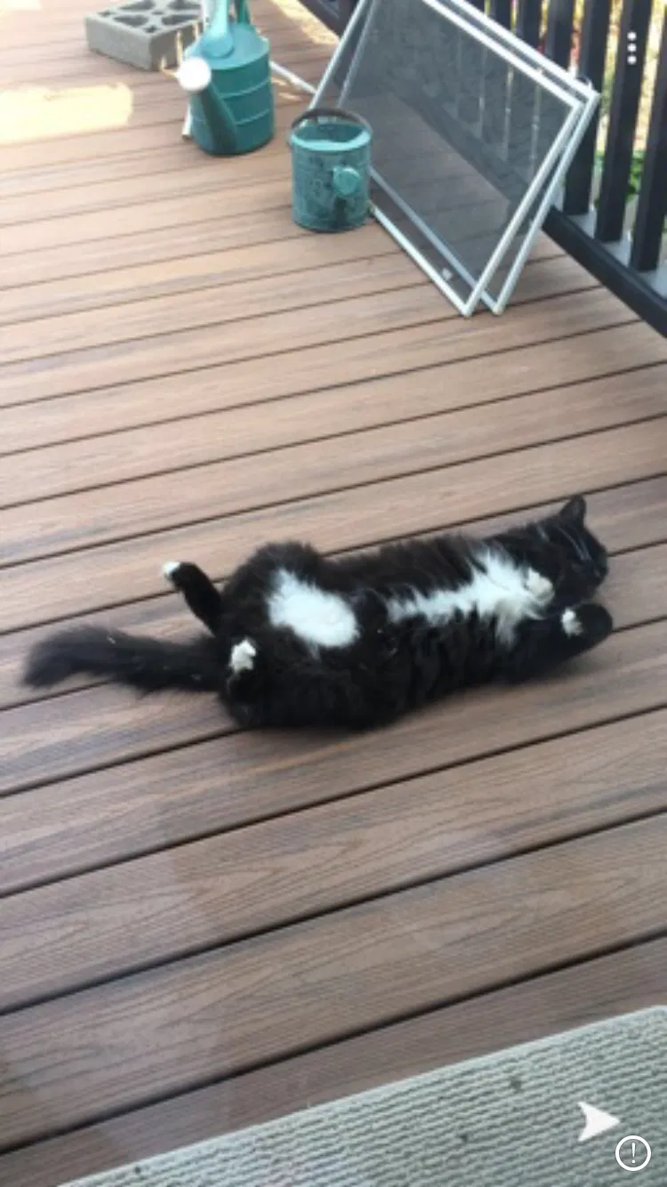 Lost cat in Ephrata, WA, 98823