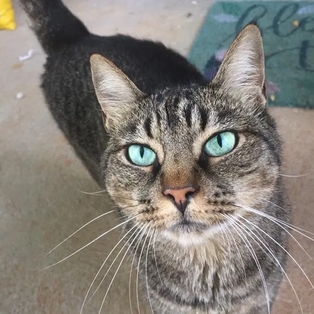 Lost cat in Alpharetta, GA, 30022
