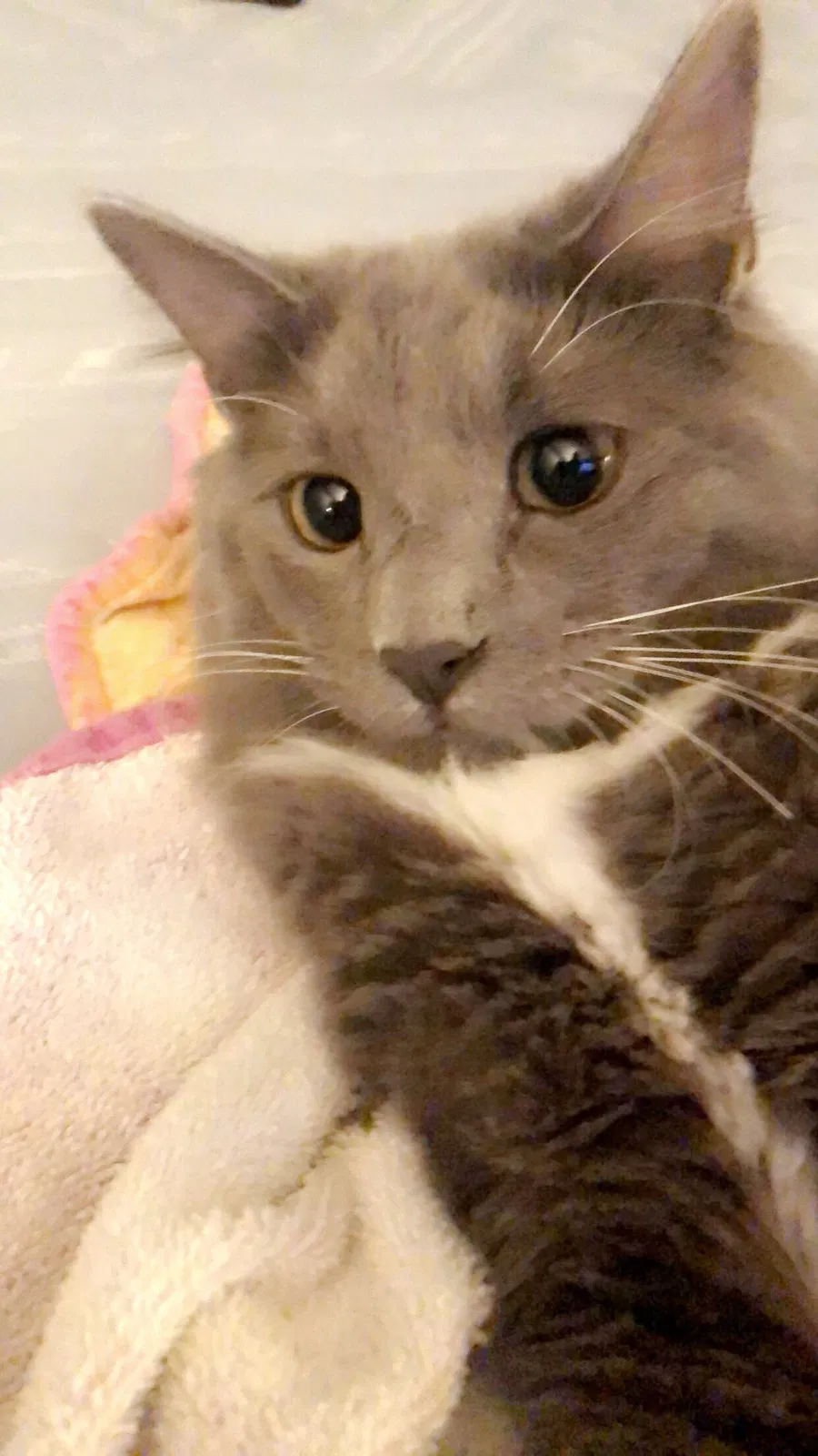 Lost cat in Fontana, CA, 92336