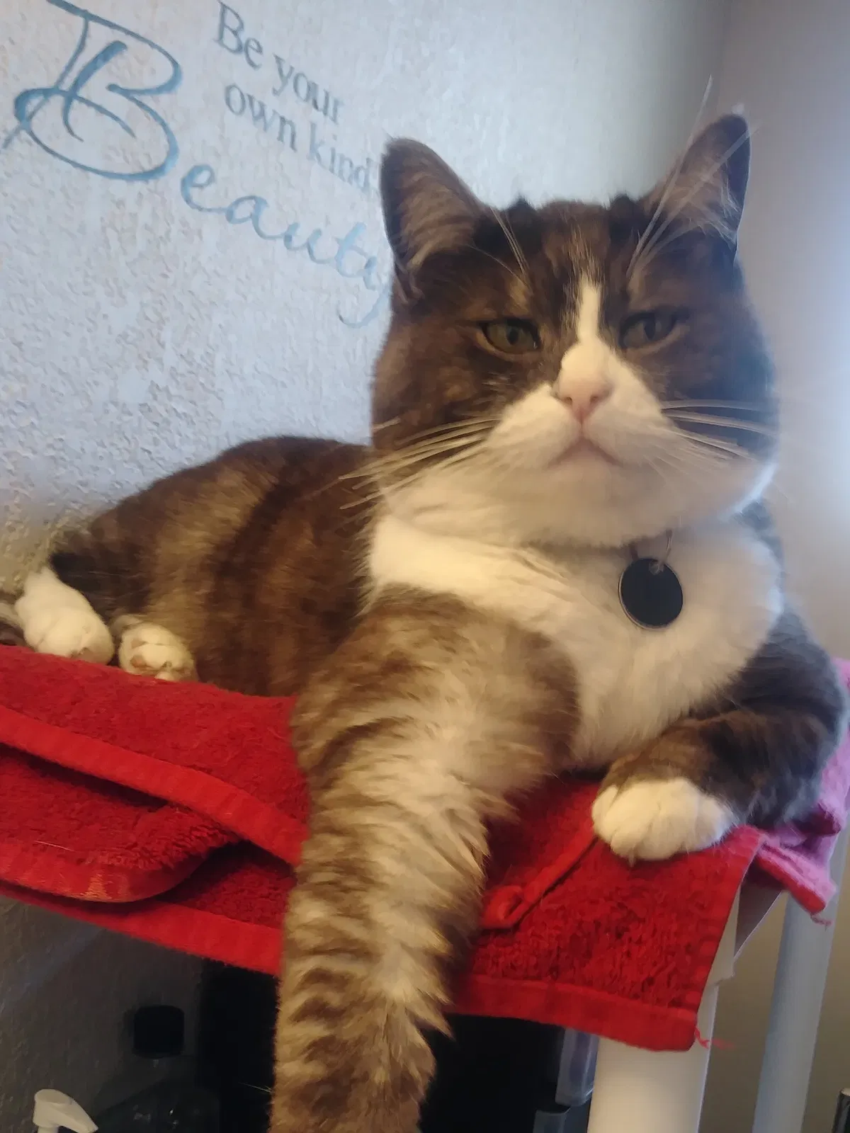 Lost cat in Denver, CO, 80229