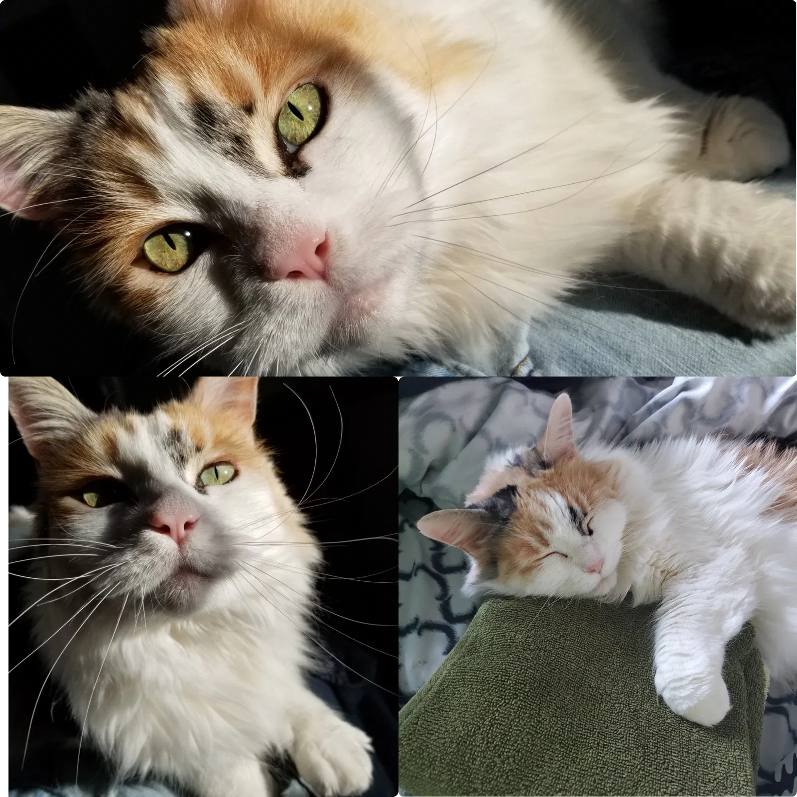 Lost cat in Sparks, NV, 89436