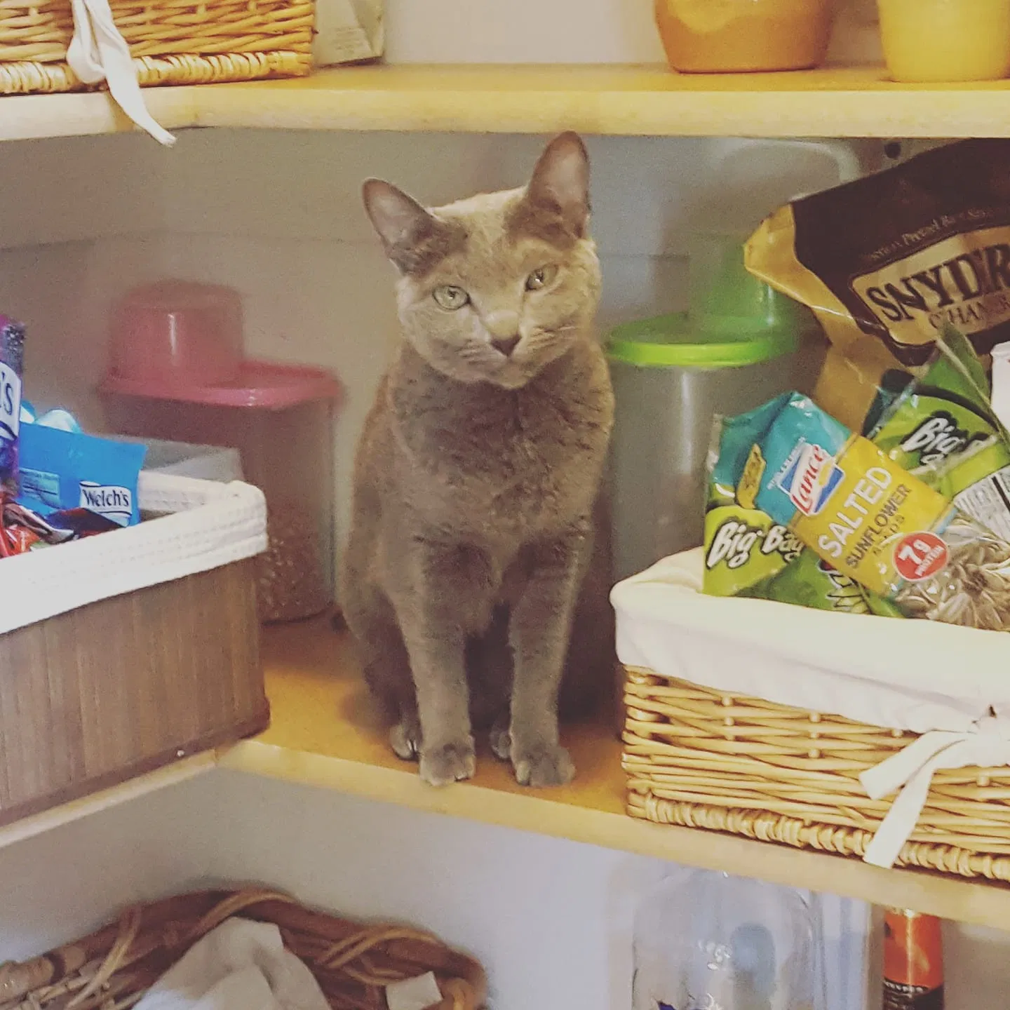 Lost cat in Olathe, KS, 66062