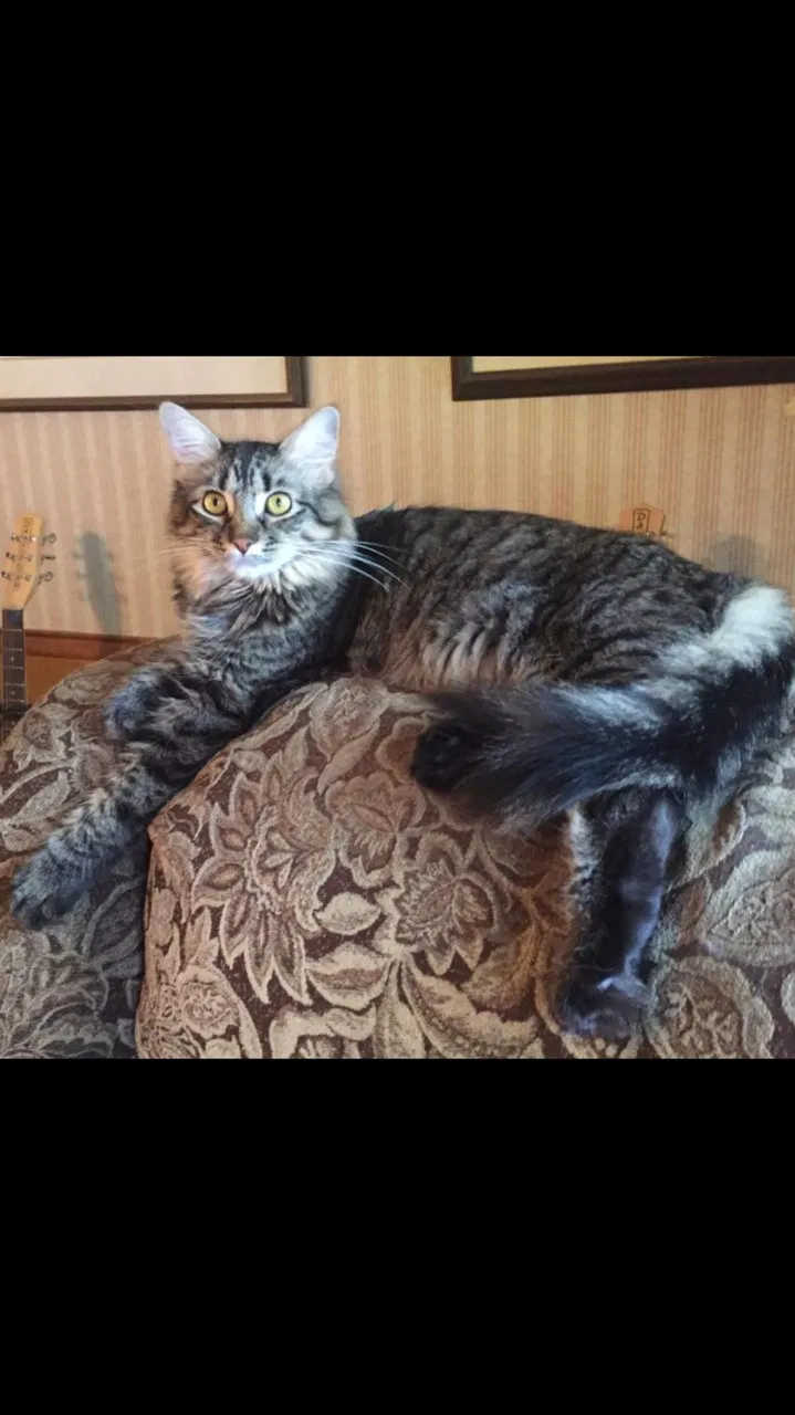 Lost cat in Richardson, TX, 75082
