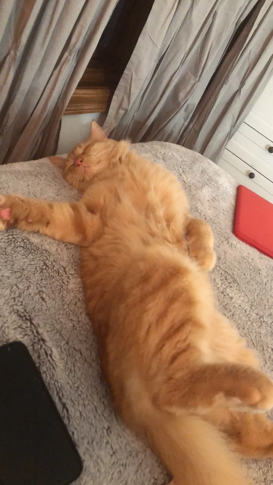 Lost cat in Osseo, MN, 55311