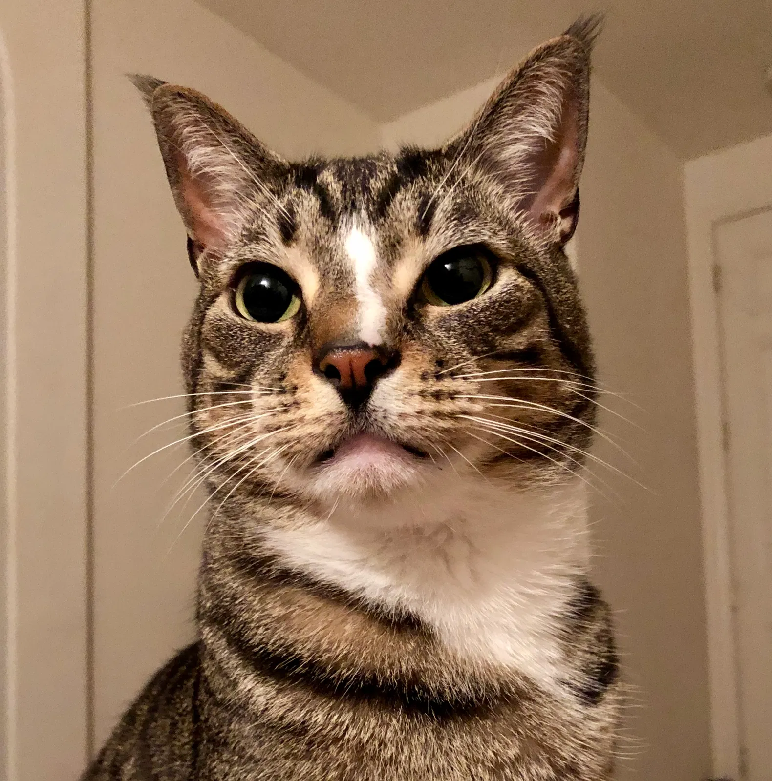 Lost cat in Sacramento, CA, 95835