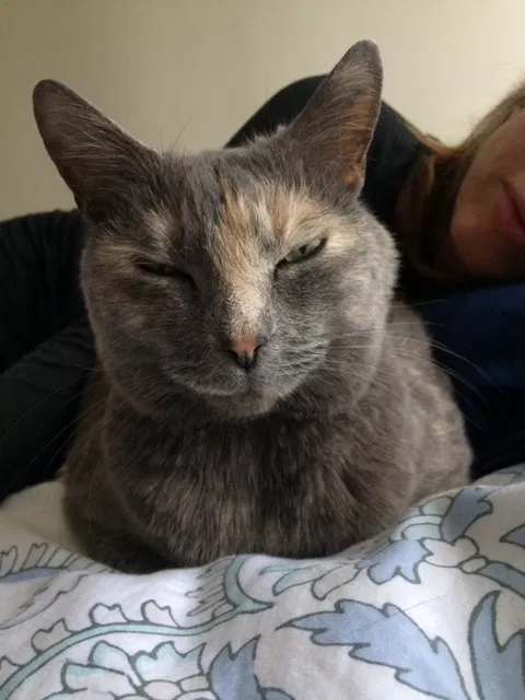 Lost cat in Asheville, NC, 28804