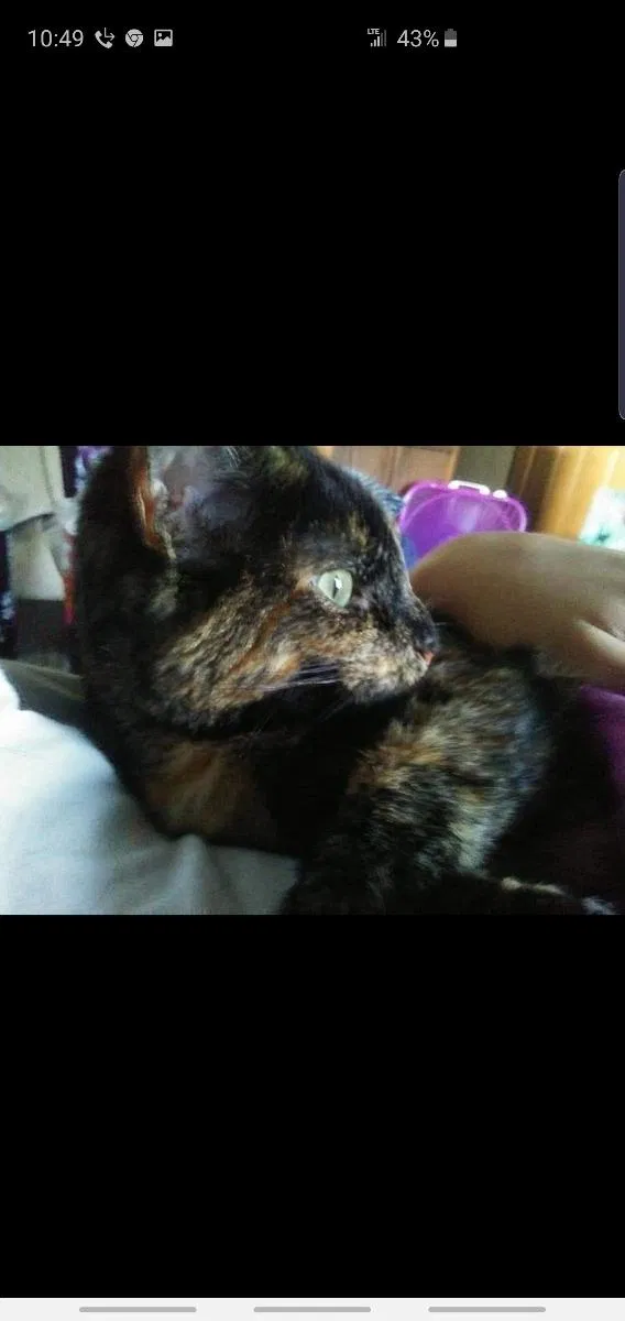 Lost cat in Fort Wayne, IN, 46825