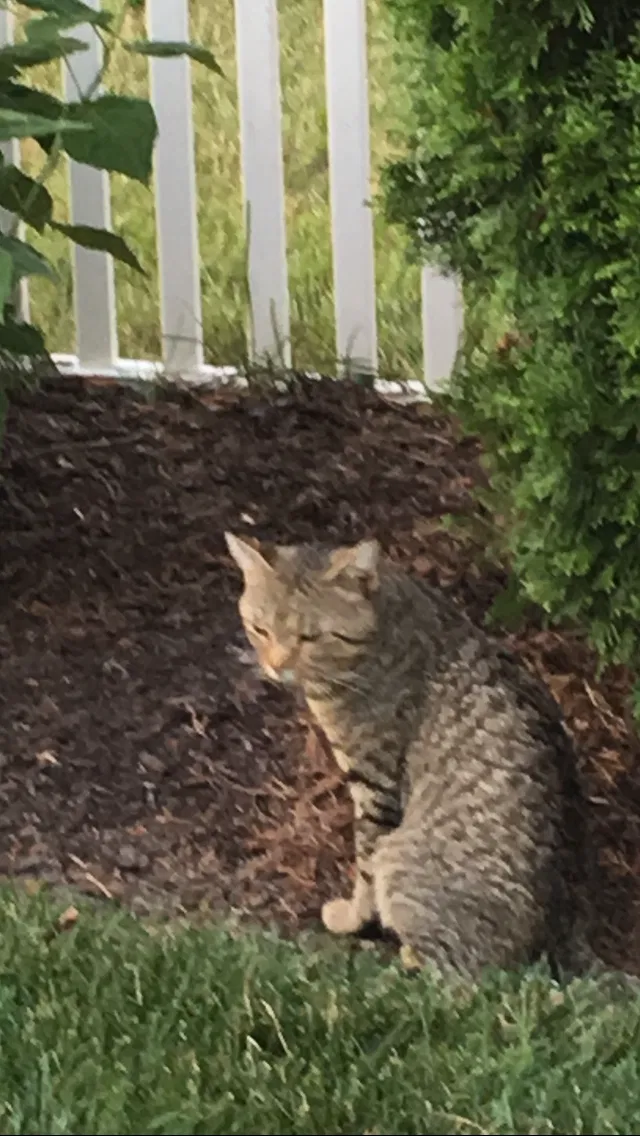 Lost cat in Fort Wayne, IN, 46818