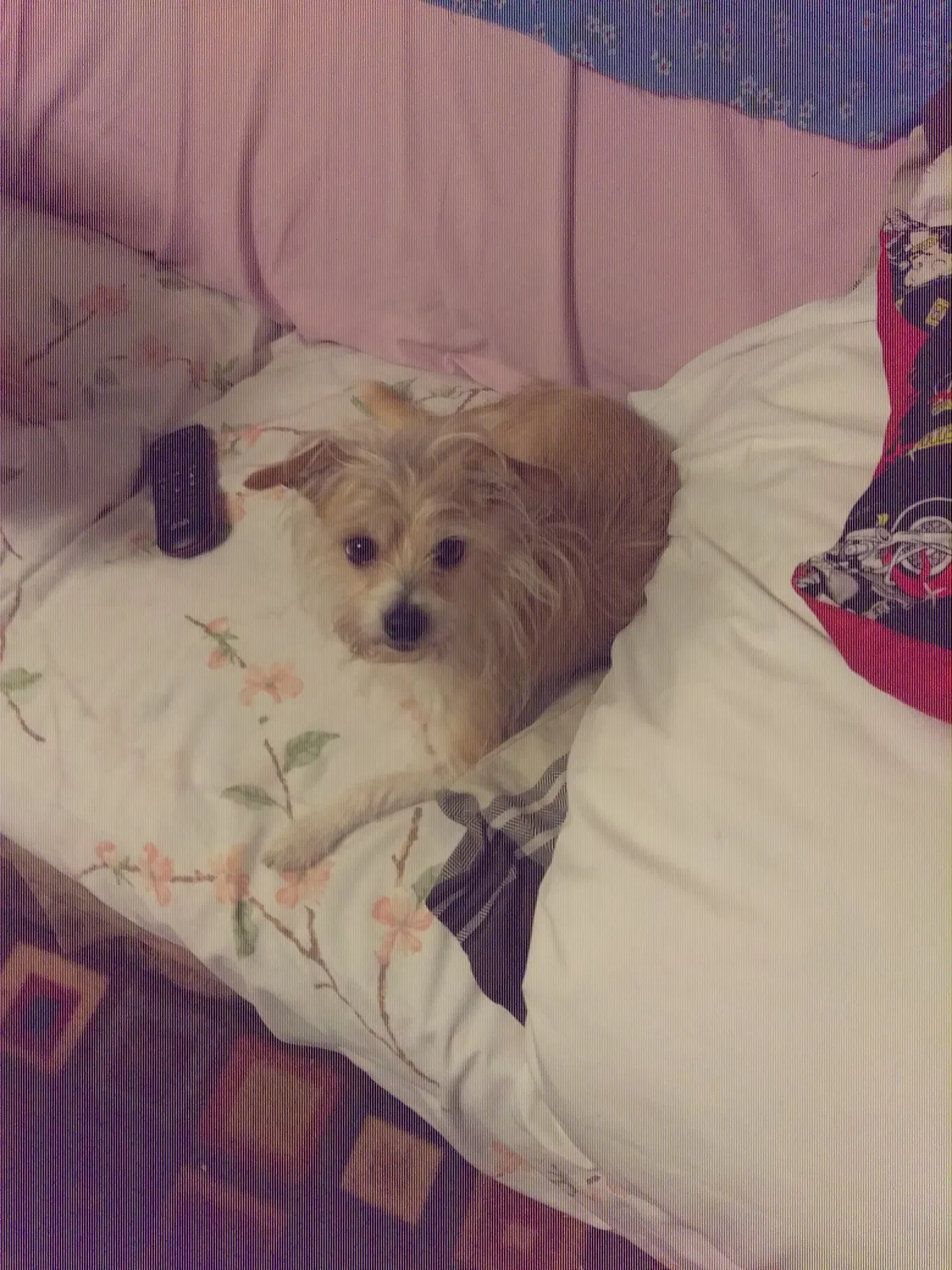 Lost dog in Bakersfield, CA, 93308