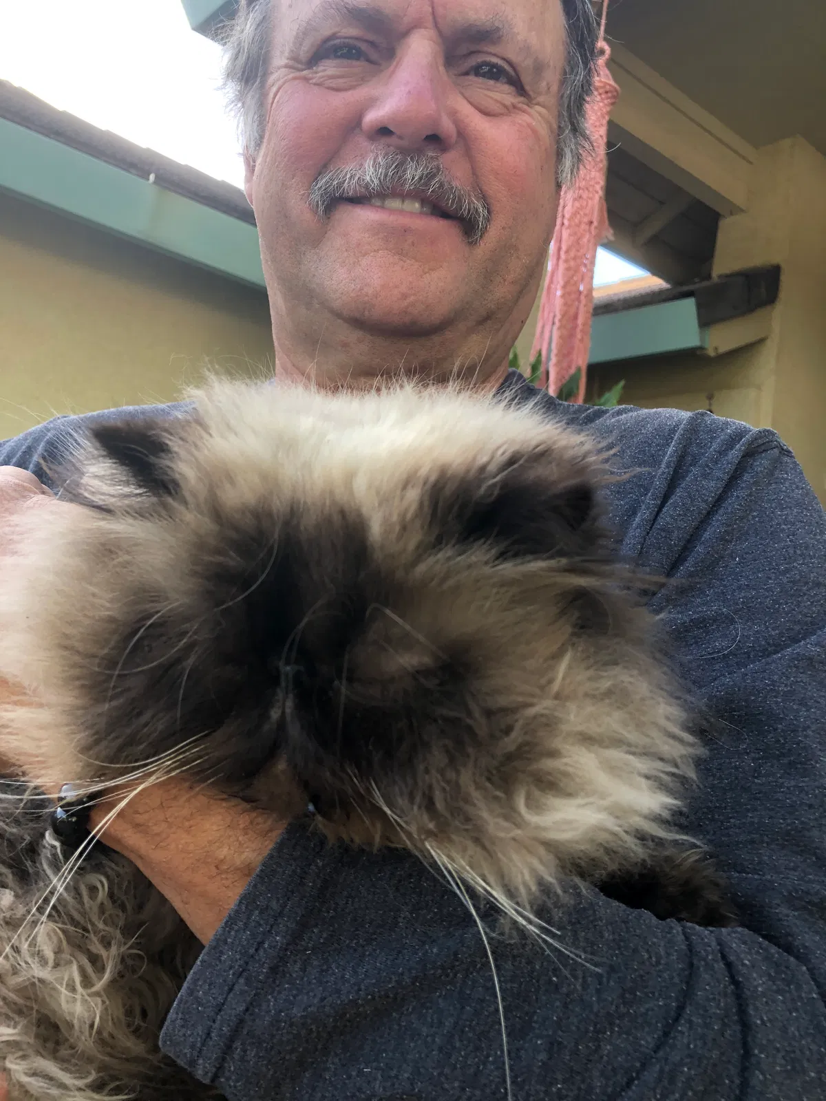 Lost cat in Citrus Heights, CA, 95610