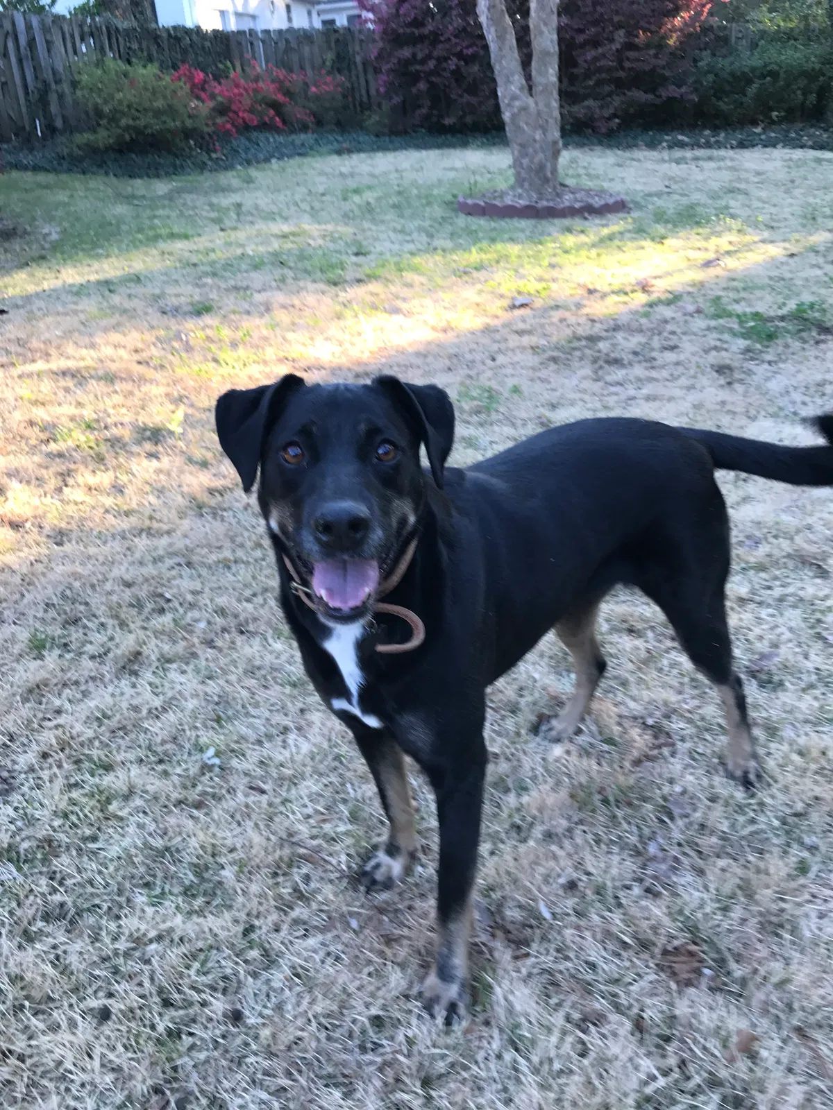 Lost dog in Williston, SC, 29853