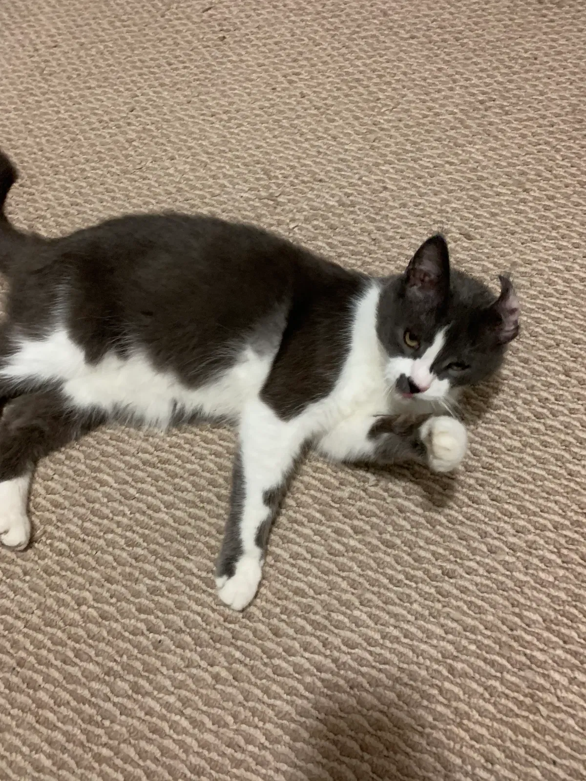 Lost cat in Columbus, OH, 43235