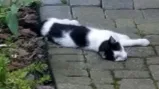 Lost cat in Lake Zurich, IL, 60047