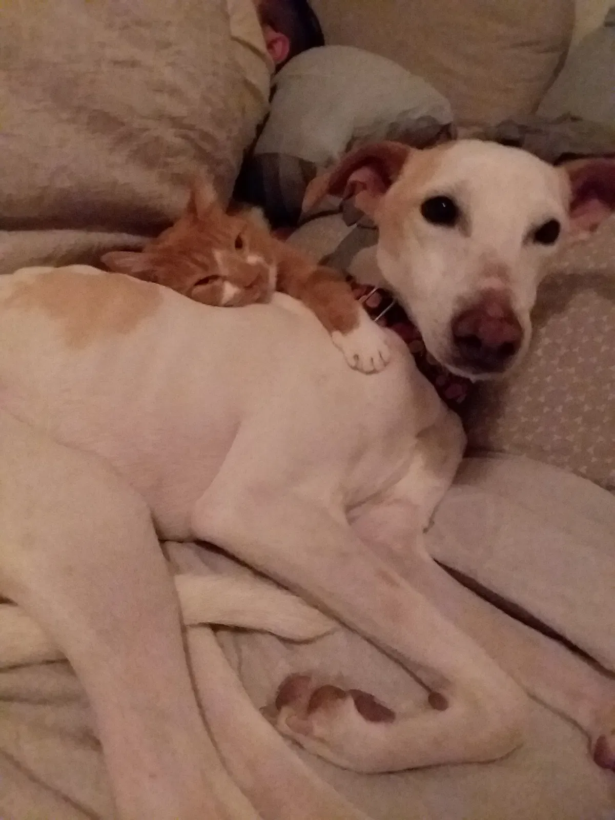 Lost dog in Bow, NH, 3304