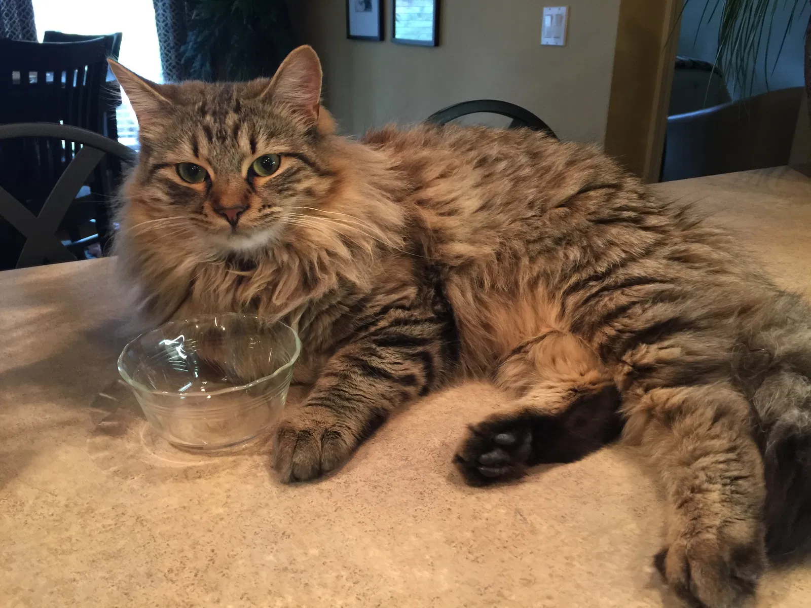 Lost cat in Hot Springs National Park, AR, 71901