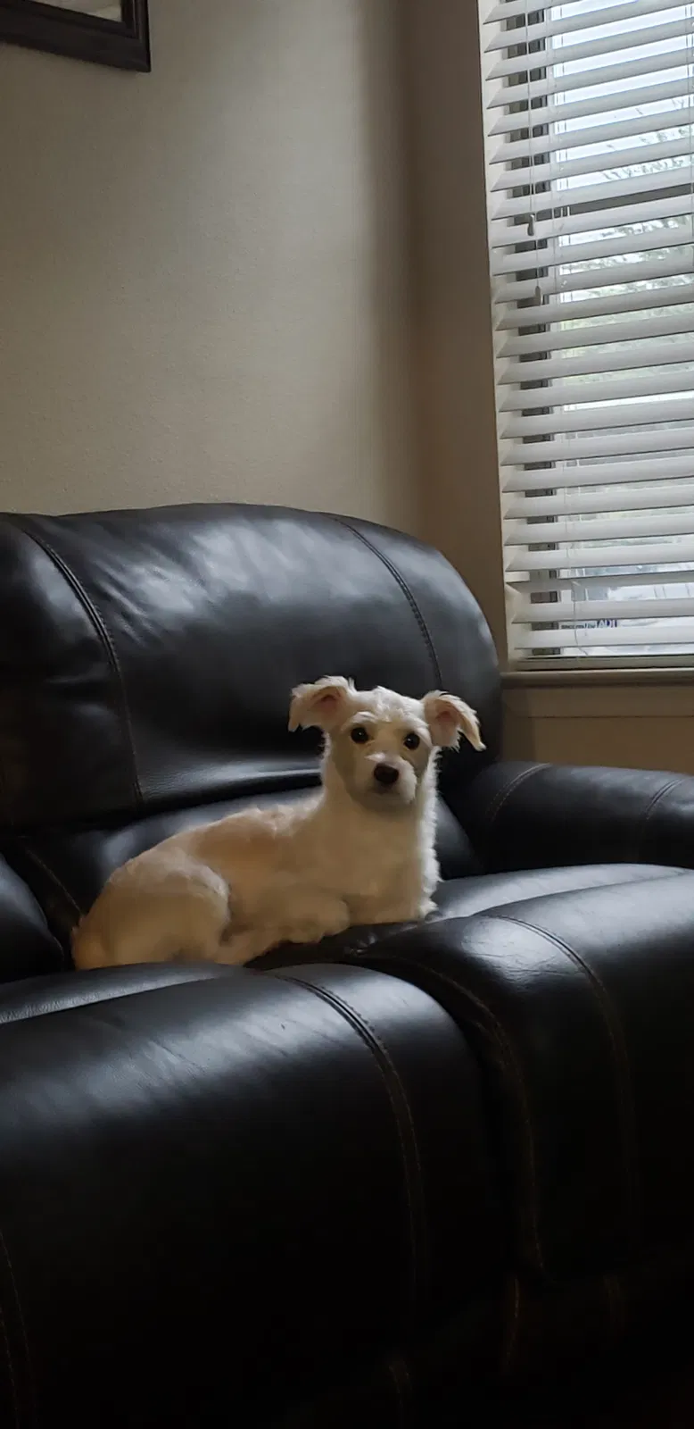 Lost dog in Phoenix, AZ, 85038