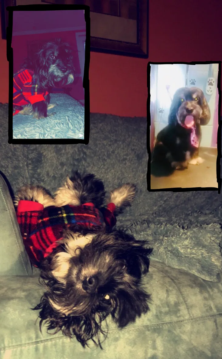 Lost dog in Gibsonville, NC, 27249