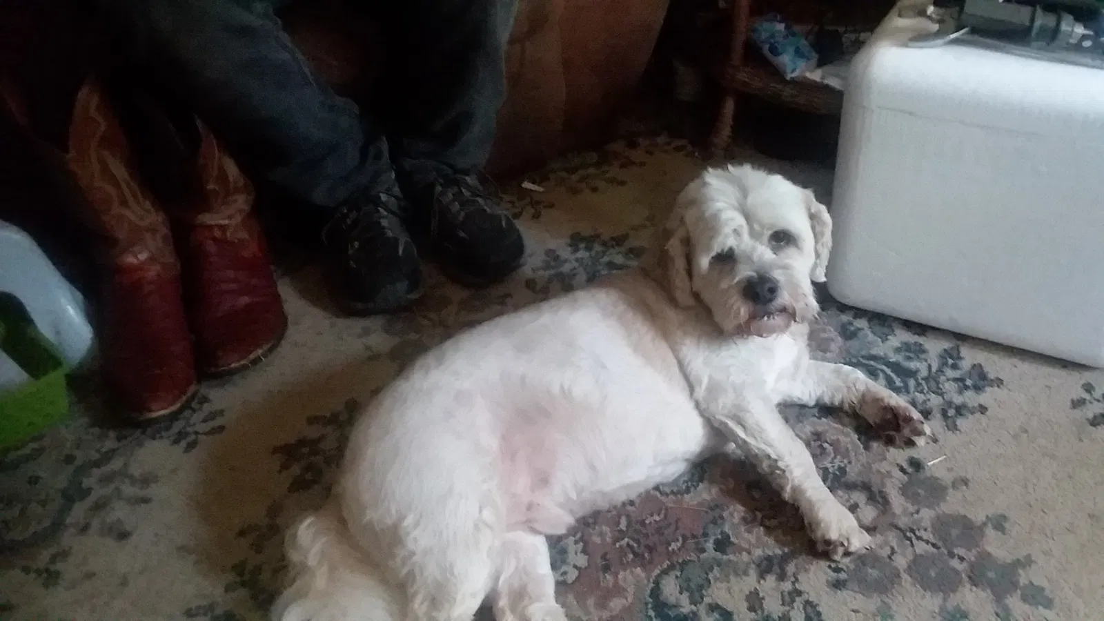 Found dog in Montgomery, MI, 49255
