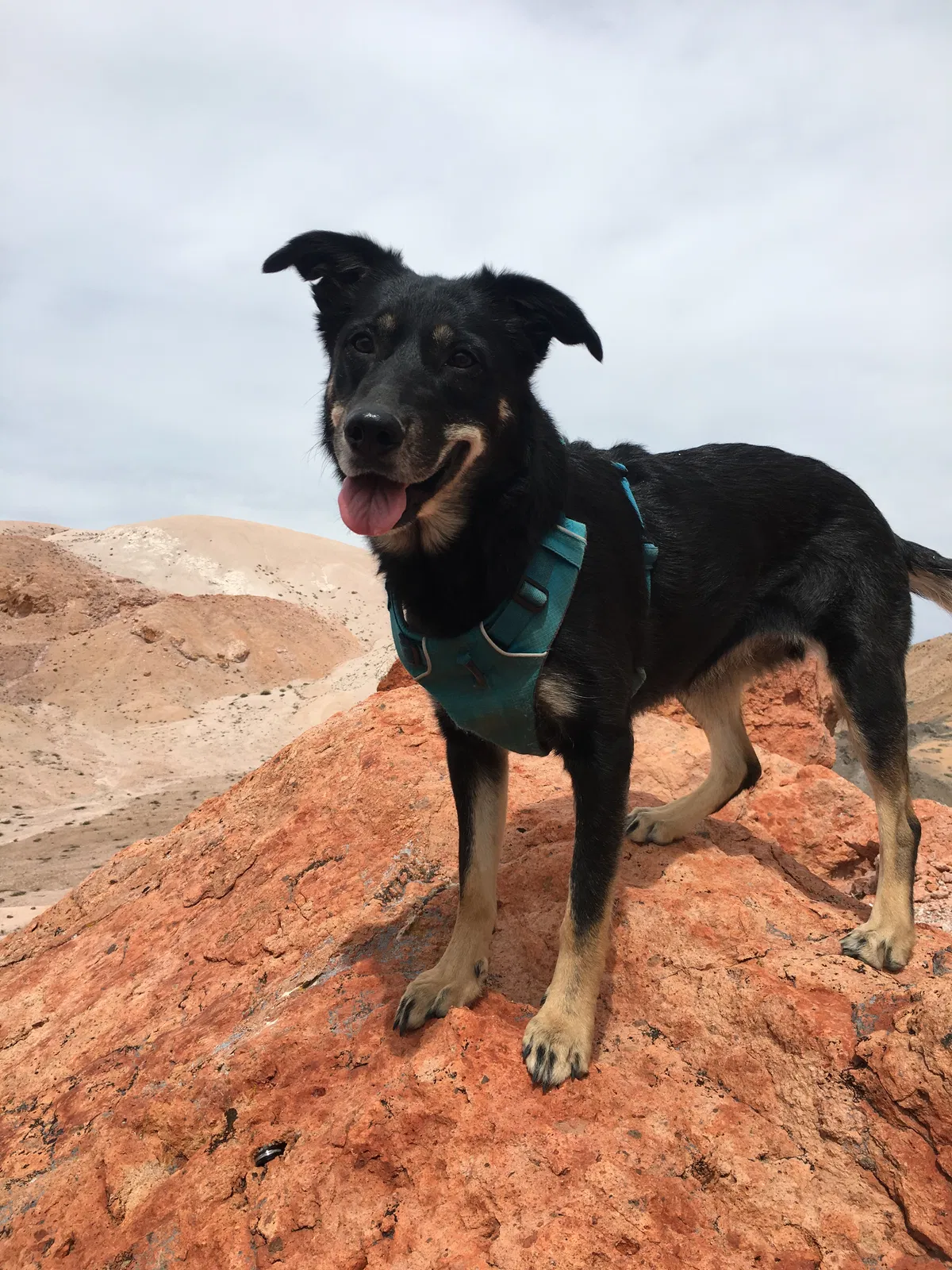 Lost dog in Chilcoot, CA, 96105