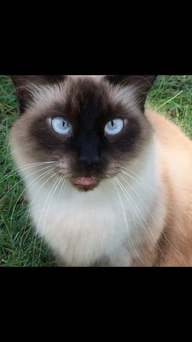Lost cat in Valdosta, GA, 31606