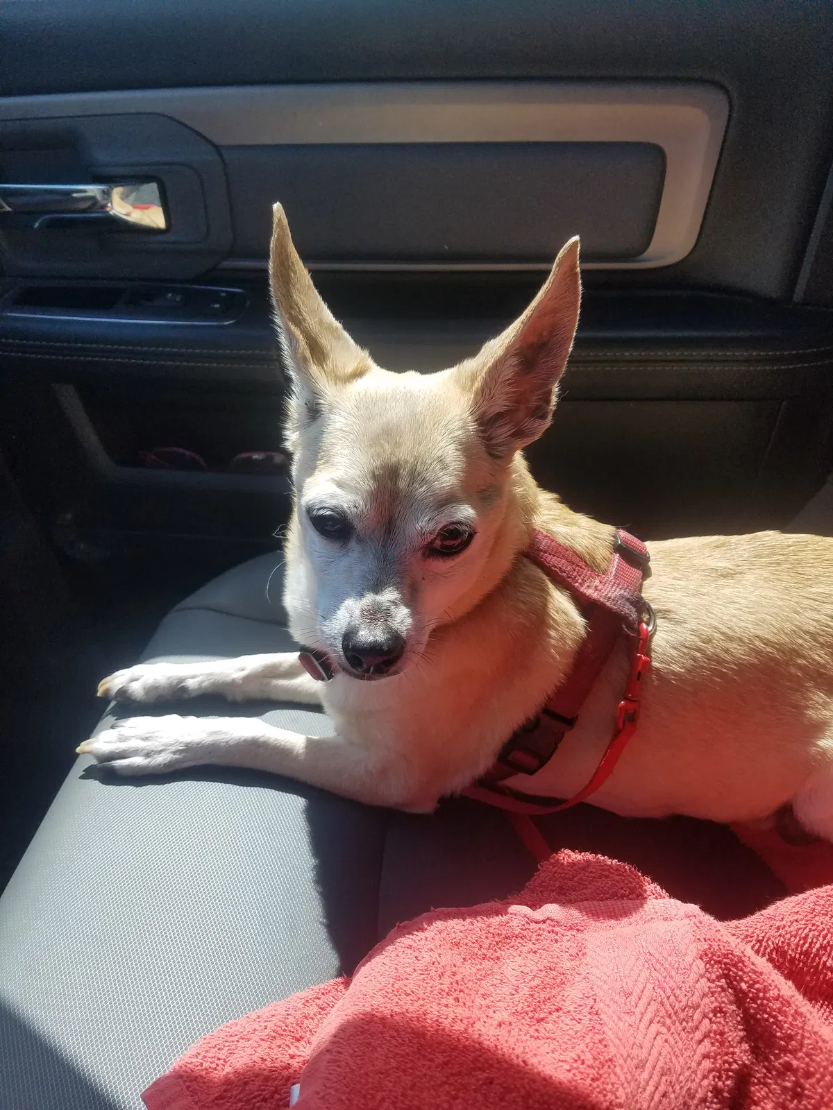 Lost dog in Webster, FL, 33597